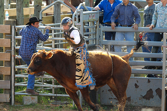 Bull Riding-220