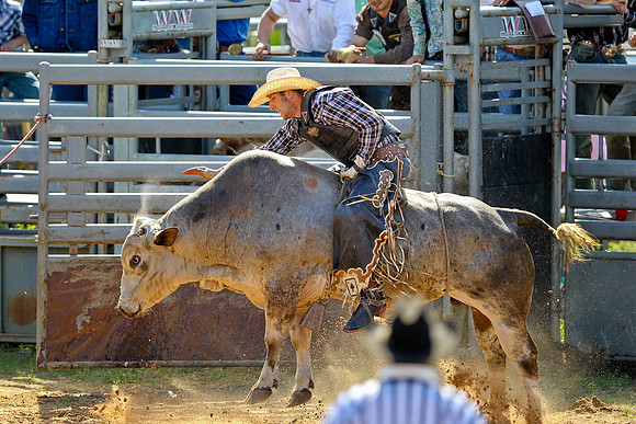 Bull Riding-89