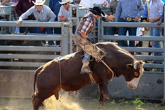 Bull Riding-236
