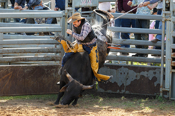Bull Riding-253