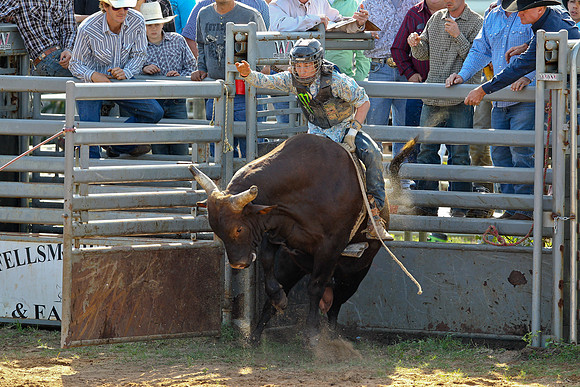 Bull Riding-130
