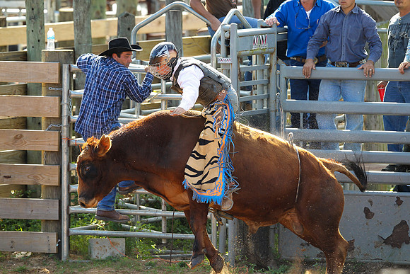 Bull Riding-221