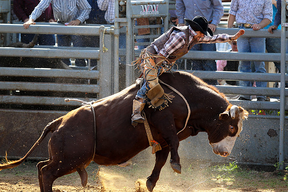Bull Riding-241