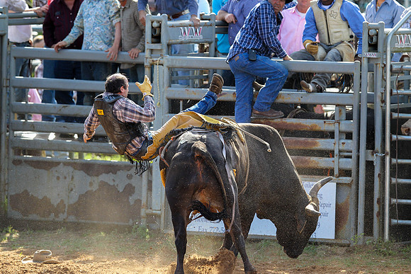 Bull Riding-260