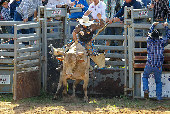 Bull Riding-102