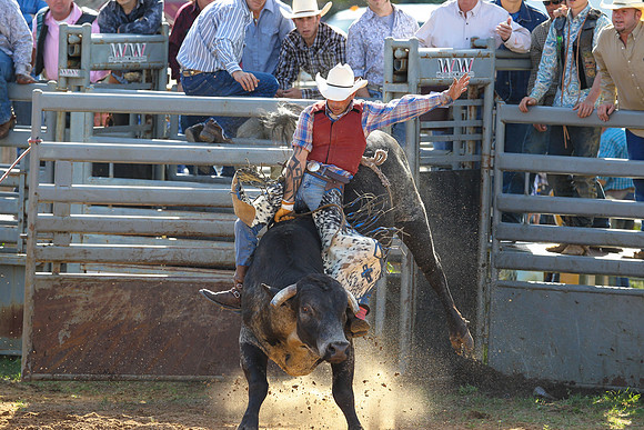 Bull Riding-195