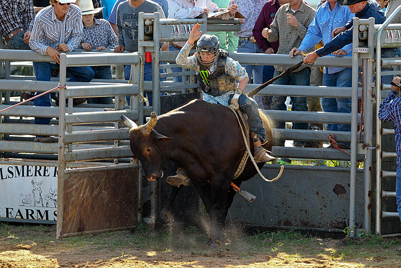 Bull Riding-129