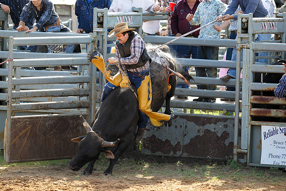 Bull Riding-252