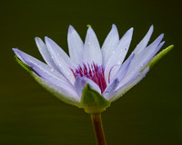McKee Water Lilies 06-02-12
